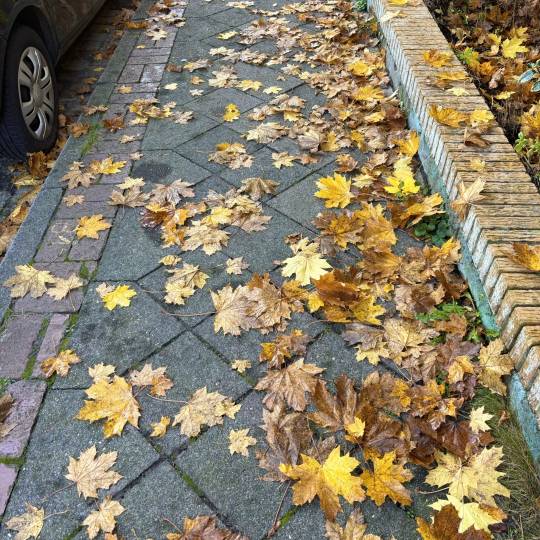 Herbstlaub – Eine Gefahr auf dem Gehweg