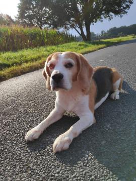 Änderung der Hundesteuer ab 01.01.2024