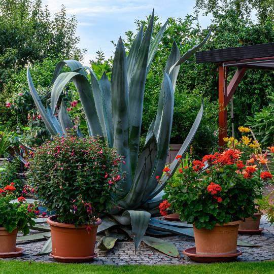 Private Gartenbesitzer öffnen am 10.07.2022 ihre Gärten für Besucher