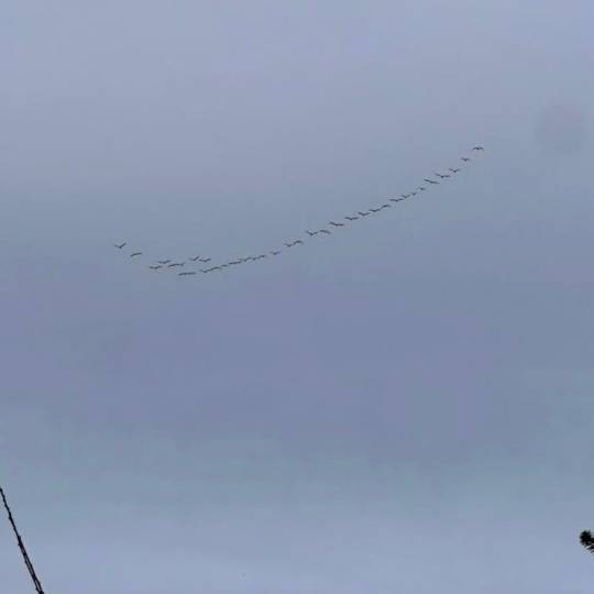 Vogelgrippe: Aktuelle Lage in der Region