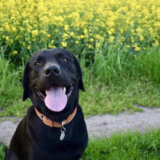 Leinenpflicht für Hunde während der Brut- und Setzzeit